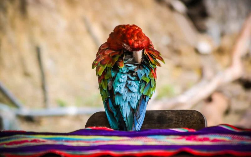 Inca Trek de Jungla a Machu Picchu desde Cusco (4 Días)